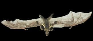  "Brown Bat With Skull Head" Animal Prop