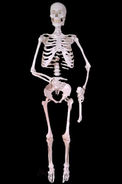  Harvey Posable Life Size Skeleton, 2nd Class