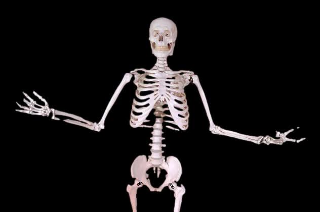  Harvey Posable Life Size Skeleton, 2nd Class