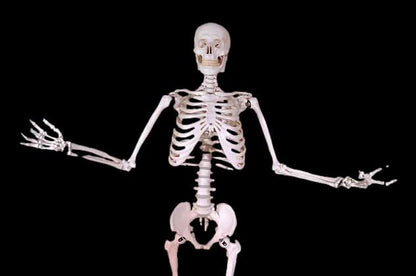  Harvey Posable Life Size Skeleton, 2nd Class