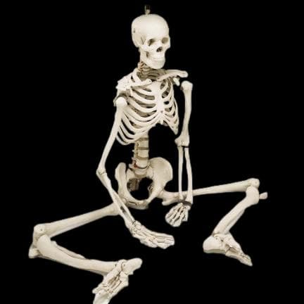  "Human Skeleton" Movie Quality Halloween Prop