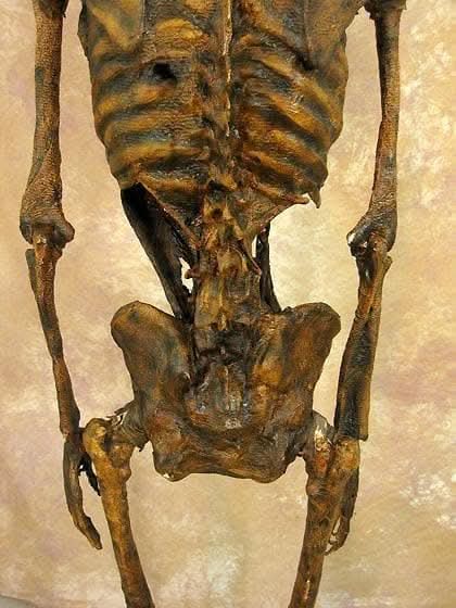  Life- Size Rotted Skeleton