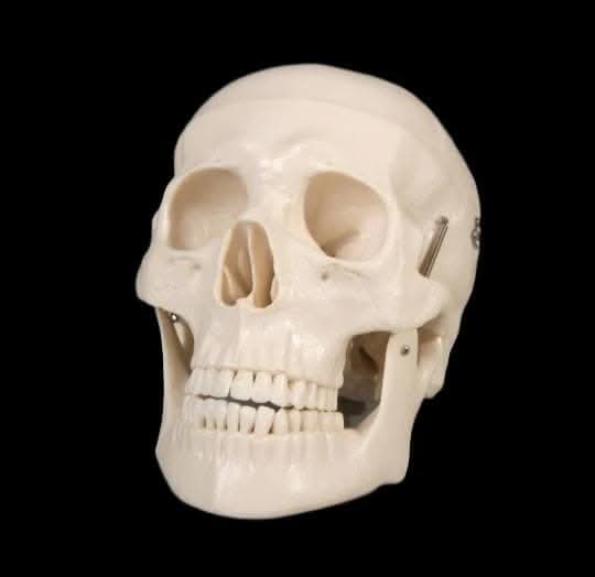  "Life-Size Skull - 1st Class" Halloween Prop